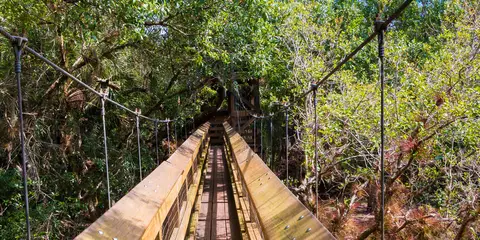 An image depicting the trail Myakka Hiking Trail and its surrounding area.