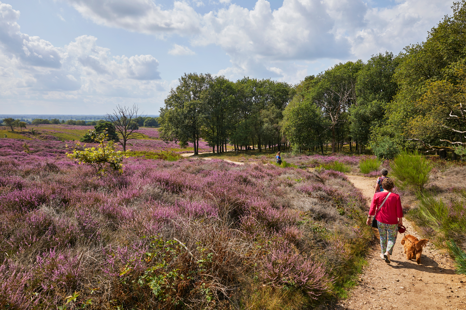 An image depicting the trail Veldweg to Veer naar Sambeek via De Bloksberg and Quin and its surrounding area.