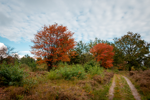 Bervoetsbos, Woldbergheide and holleberg via Kamper Weg and Zuid Weg