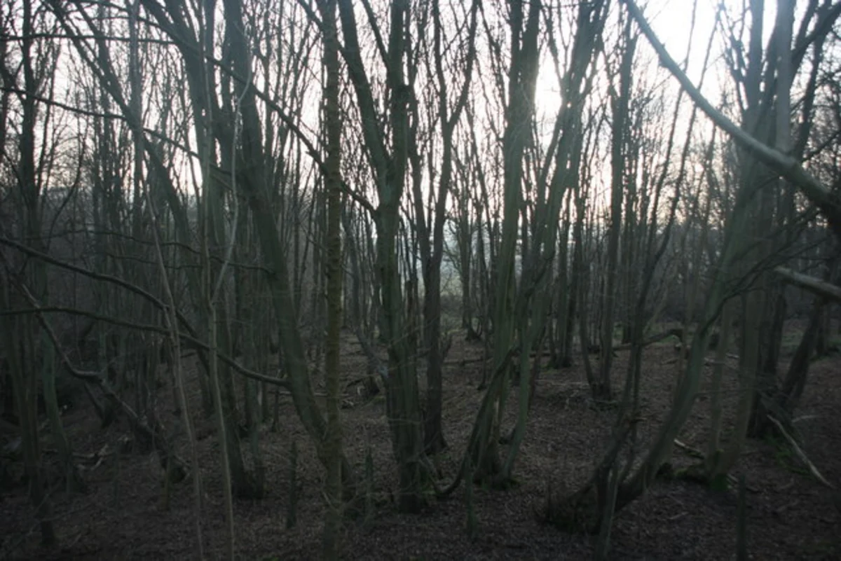 Leonardslee Gardens Loop - Crabtree