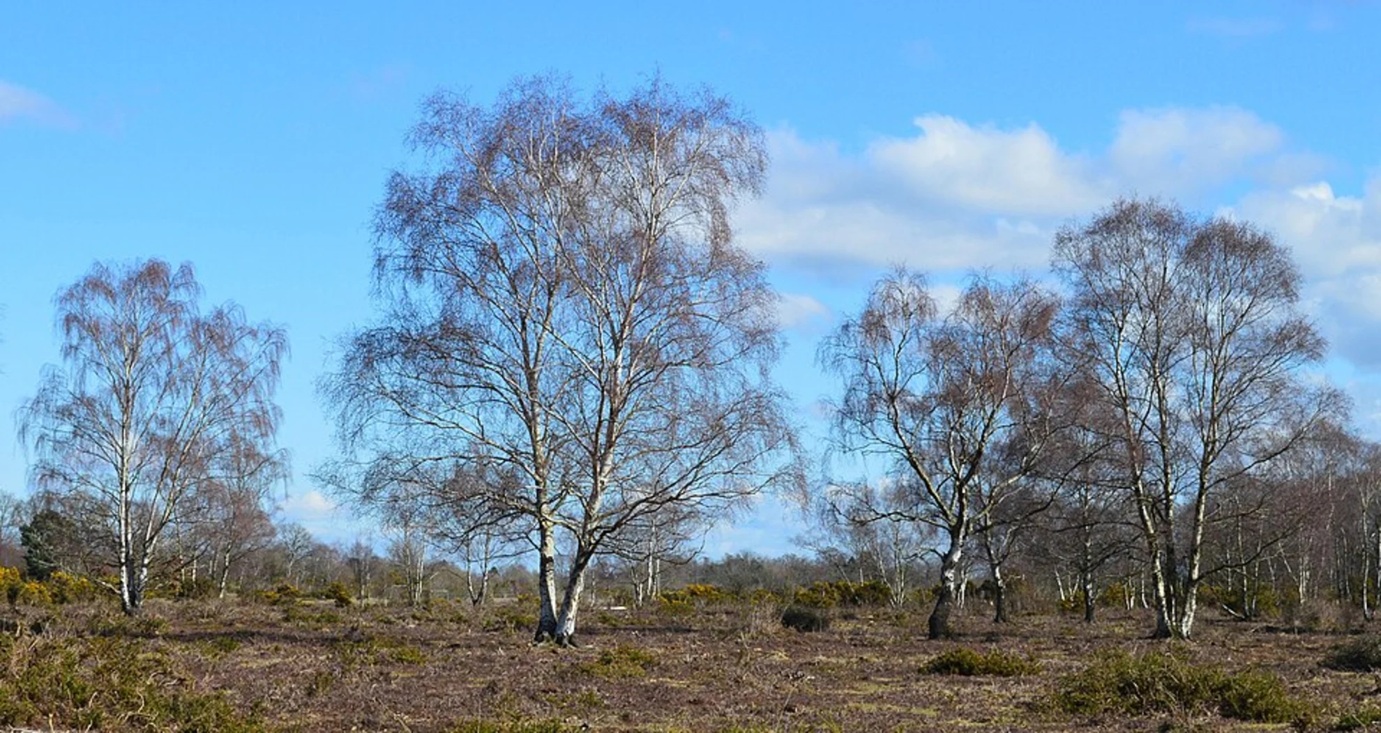 An image depicting the trail Greenham Common from Pipers Lane and its surrounding area.