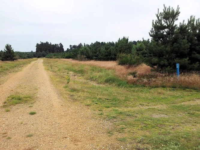 Brandon Country Park