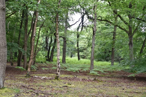 An image depicting the trail Egypt Woods and Shakespeare's Way and its surrounding area.