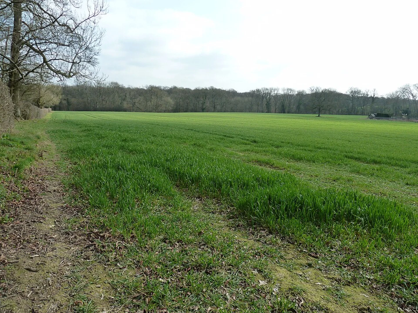An image depicting the trail Dairy Wood, Birches Wood Loop - Dormansland and its surrounding area.