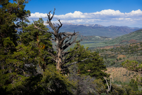 An image depicting the trail Tower Lake via West Walker River Trail and its surrounding area.