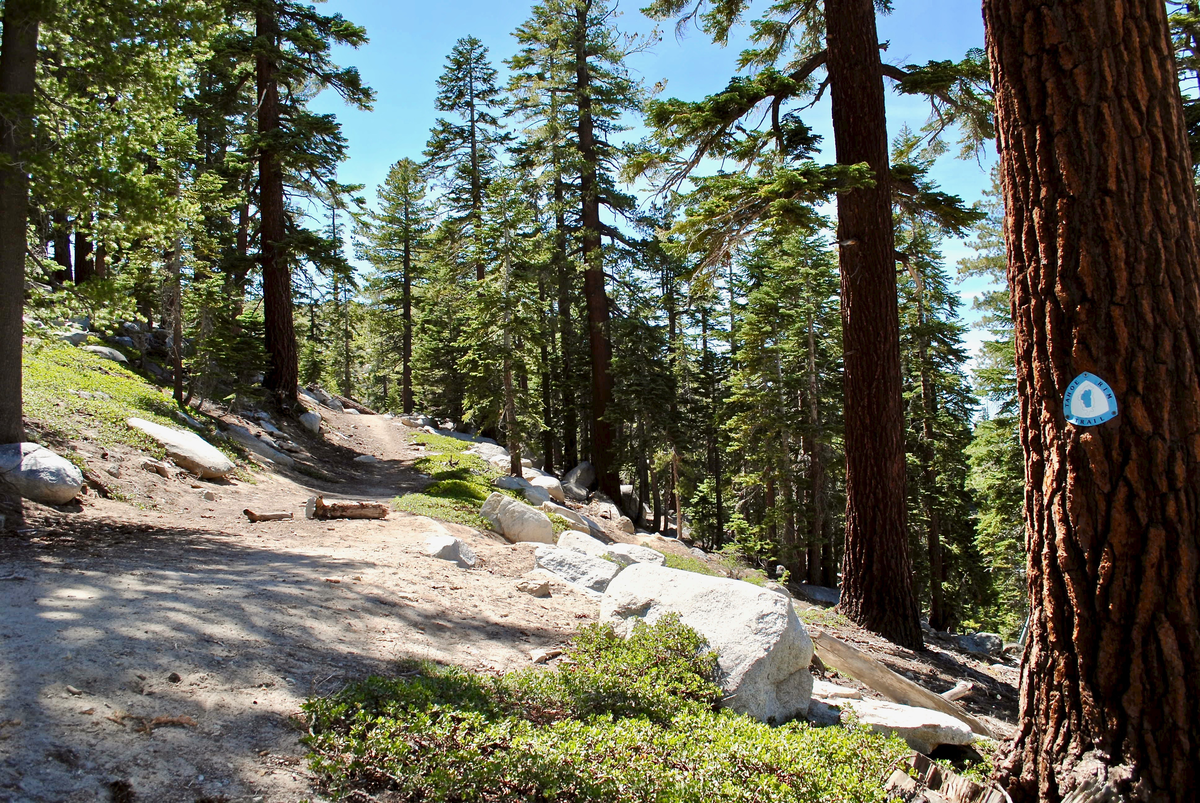 Tahoe Rim Trail and Page Meadows Loop
