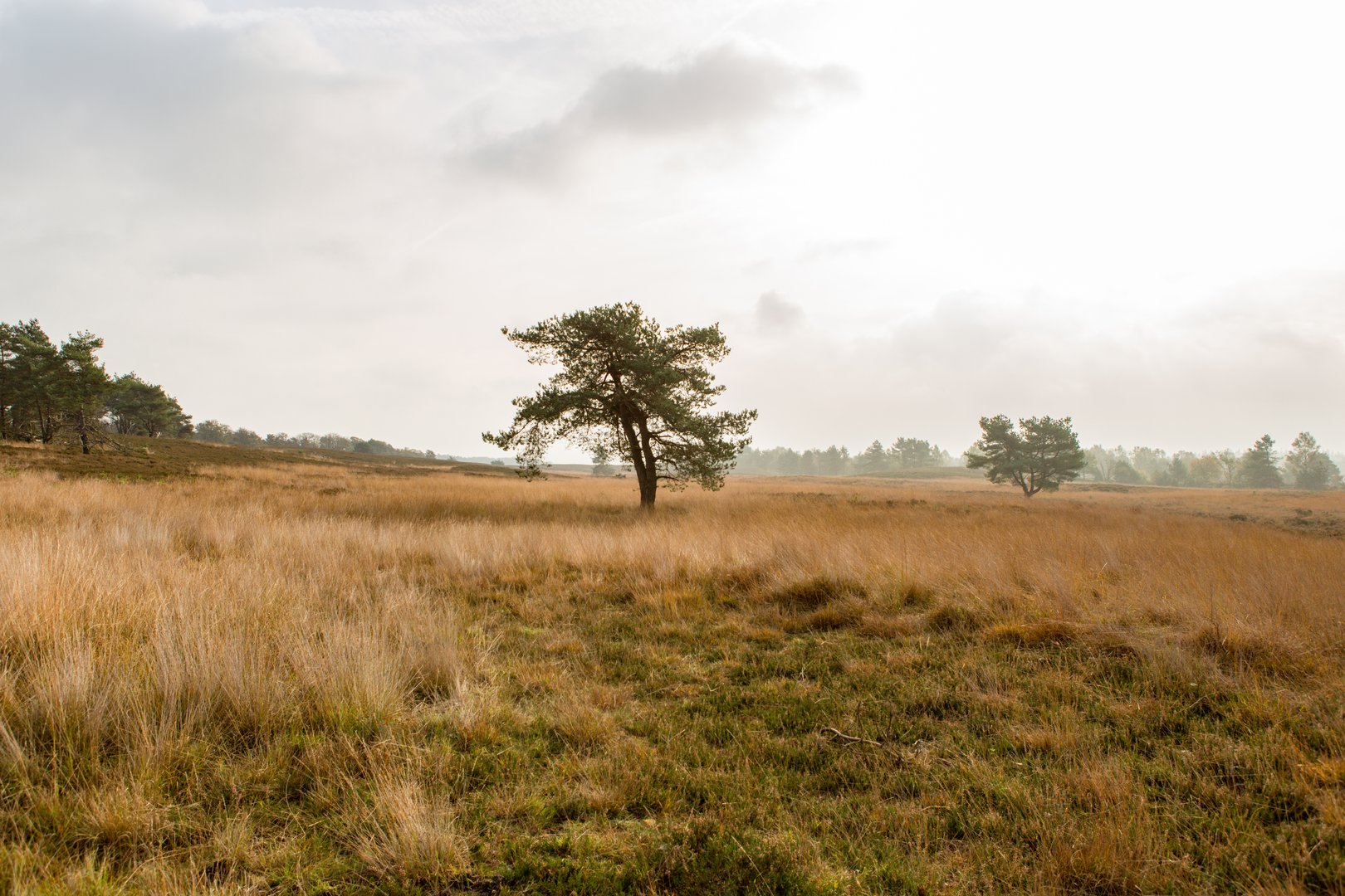 An image depicting the trail Amersfoortseweg and Flevoweg Loop and its surrounding area.