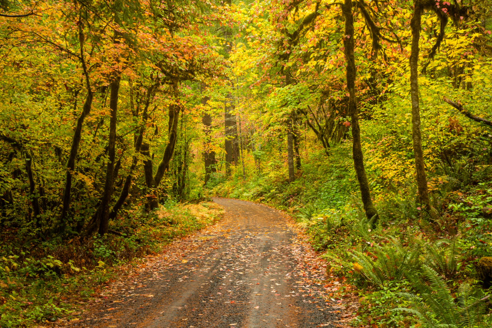 An image depicting the trail Frissel Trail and its surrounding area.