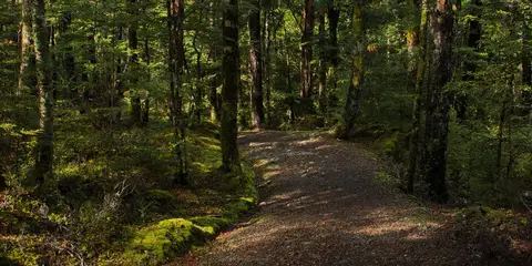 An image depicting the trail Honeydew Track and its surrounding area.