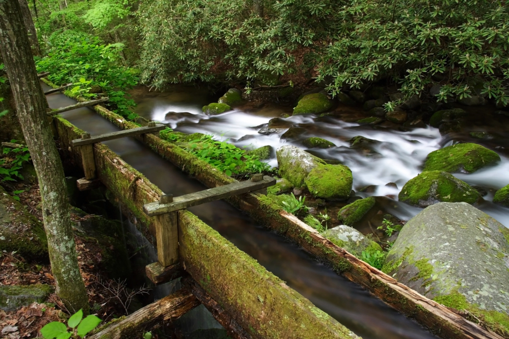 An image depicting the trail Mingus Creek Cemetery via Magnus Creek Trail and its surrounding area.