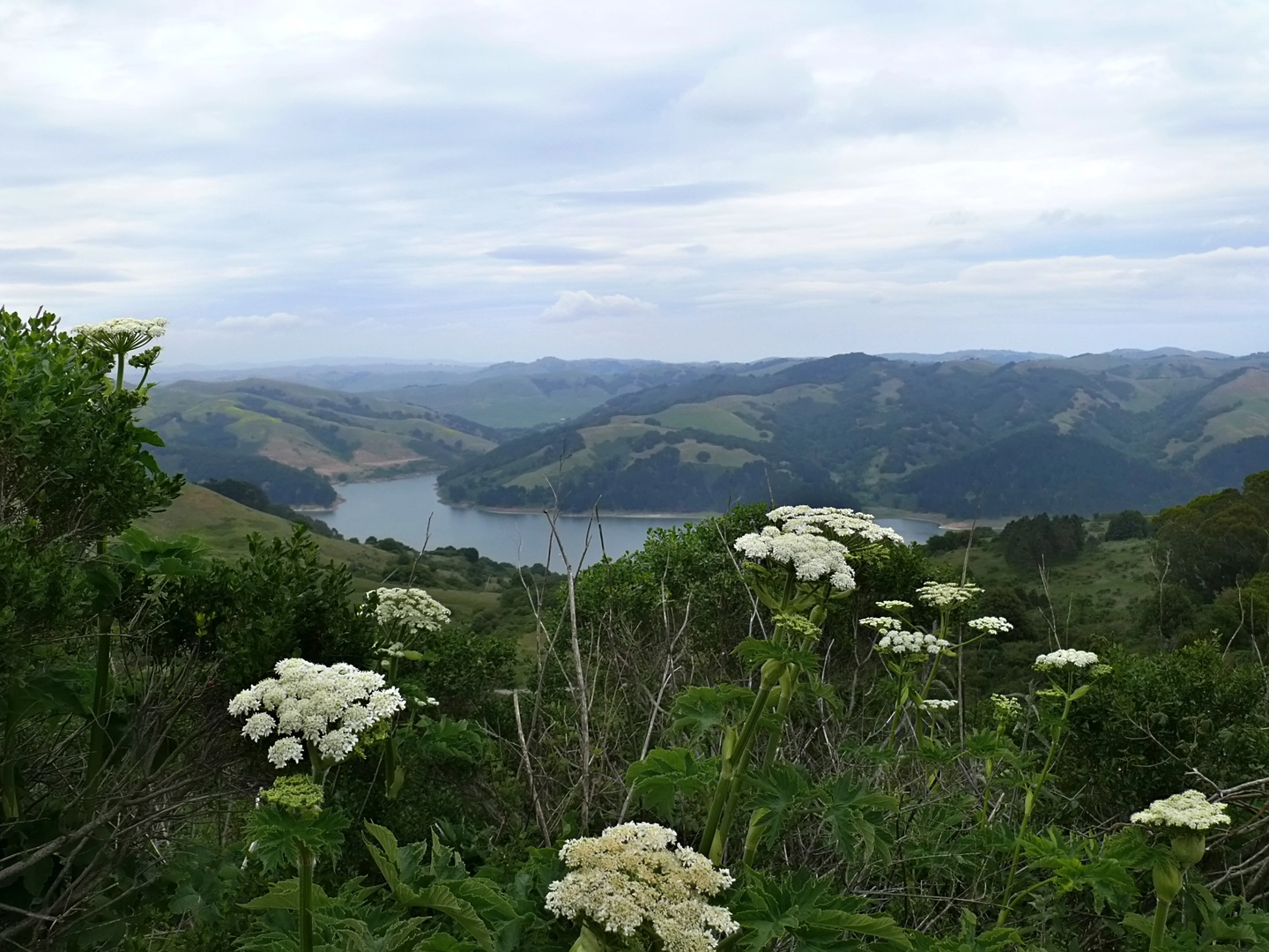An image depicting the trail Wildcat Peak Trail, Nimitz Way and Meadows Canyon Loop Trail and its surrounding area.