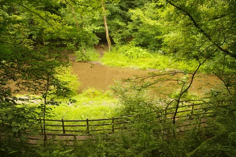 An image depicting the trail Wepre Park Loop and its surrounding area.