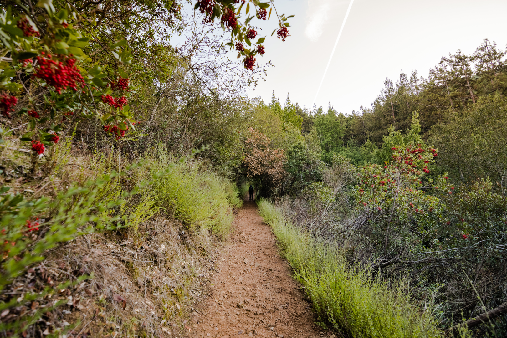 An image depicting the trail Lookout Point and Nature Trail Loop and its surrounding area.