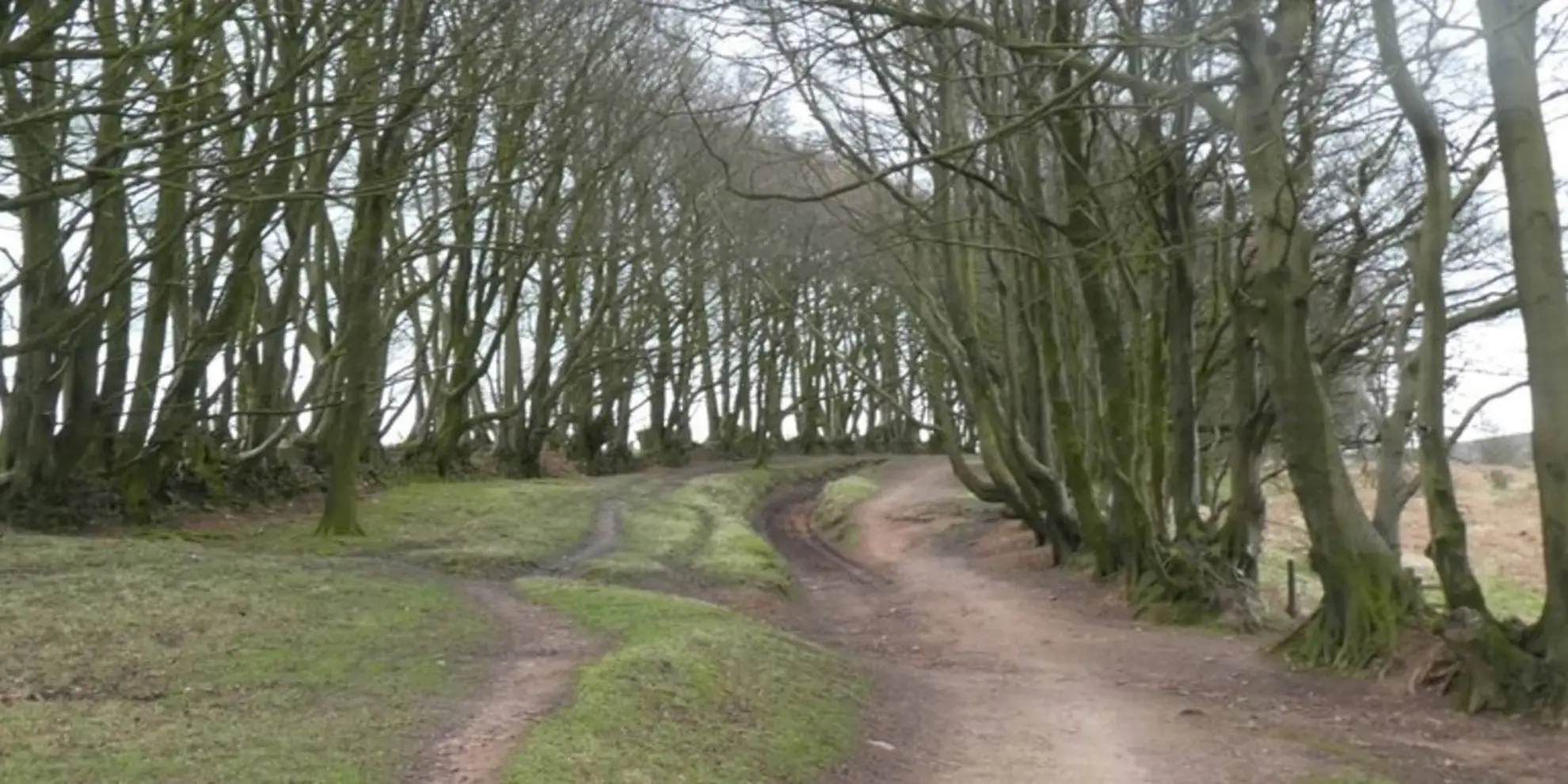 An image depicting the trail Crowcombe and Wills Neck and its surrounding area.