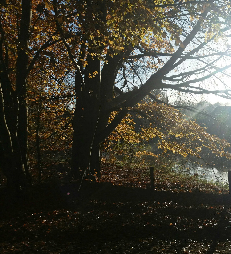 An image depicting the trail Regge, Steile Oever and Besthmenerberg Loop and its surrounding area.