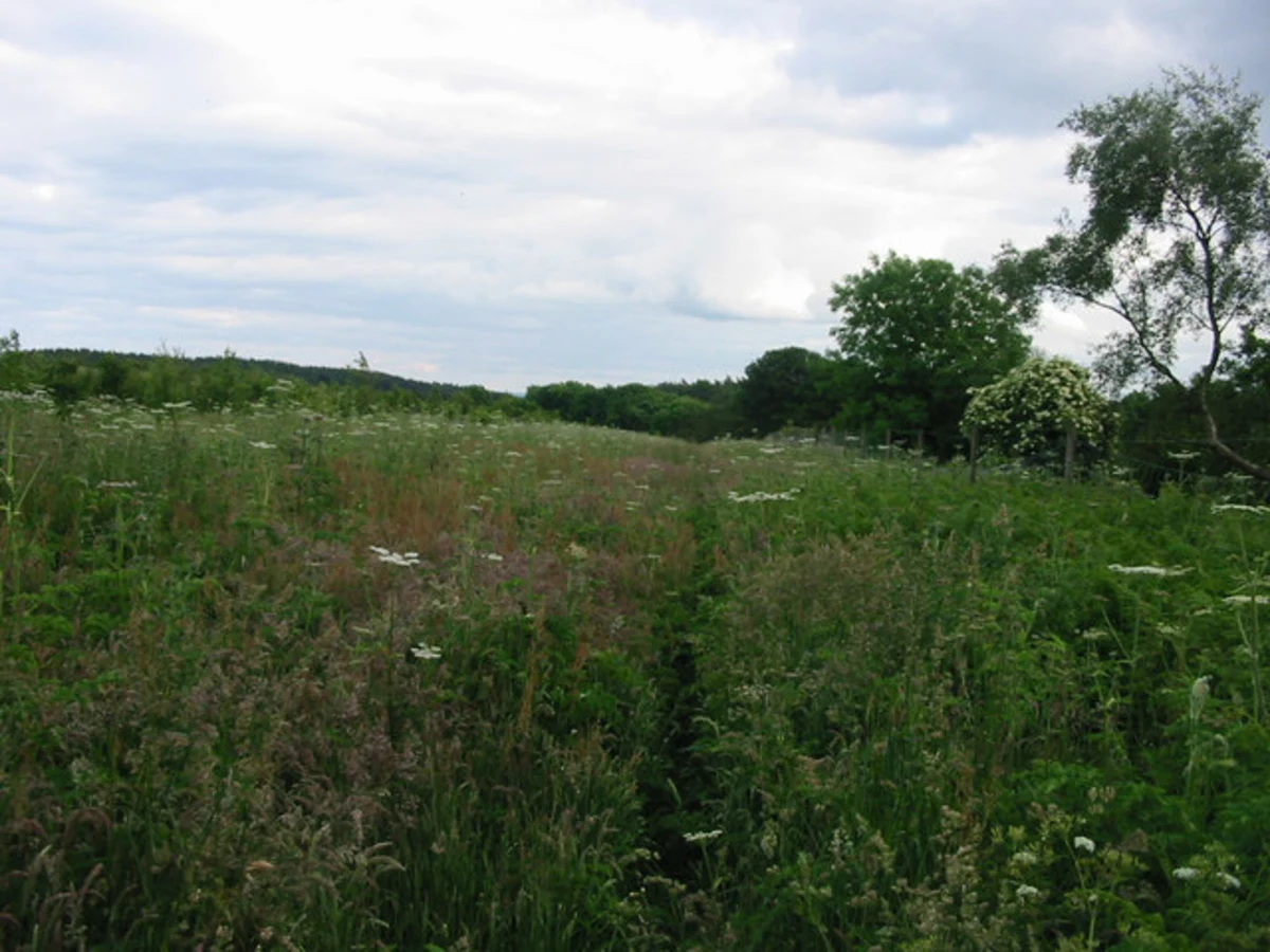Hedley Hall Woods Loop