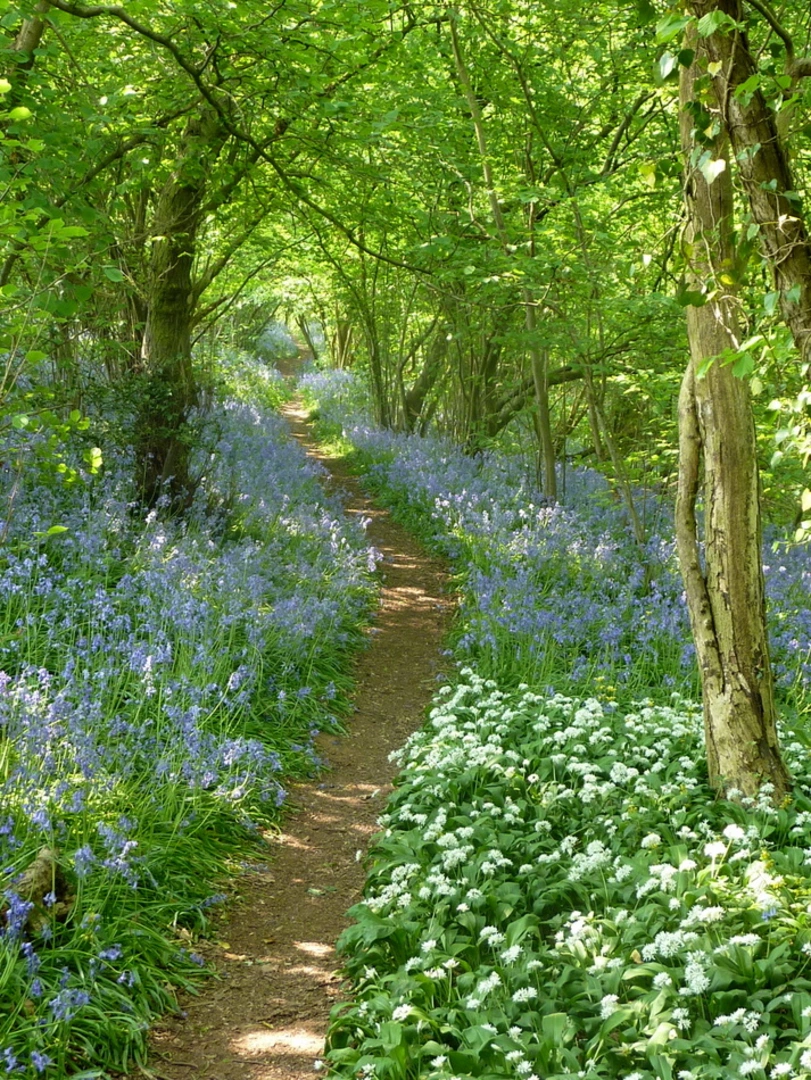 An image depicting the trail Shustoke Village and Reservoir Loop and its surrounding area.