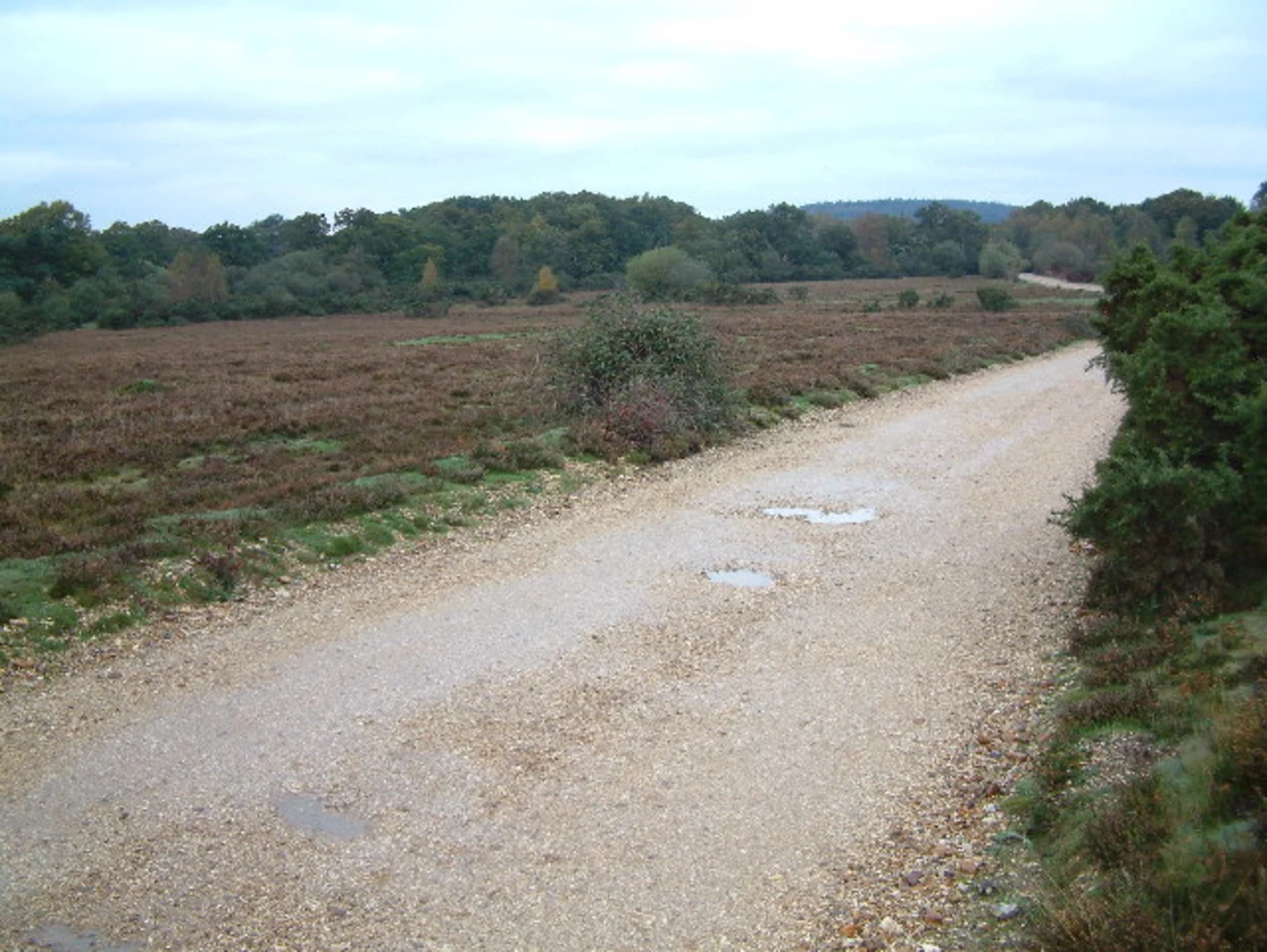 An image depicting the trail Broomy Inclosure, Linwood and Amie's Wood Loop and its surrounding area.