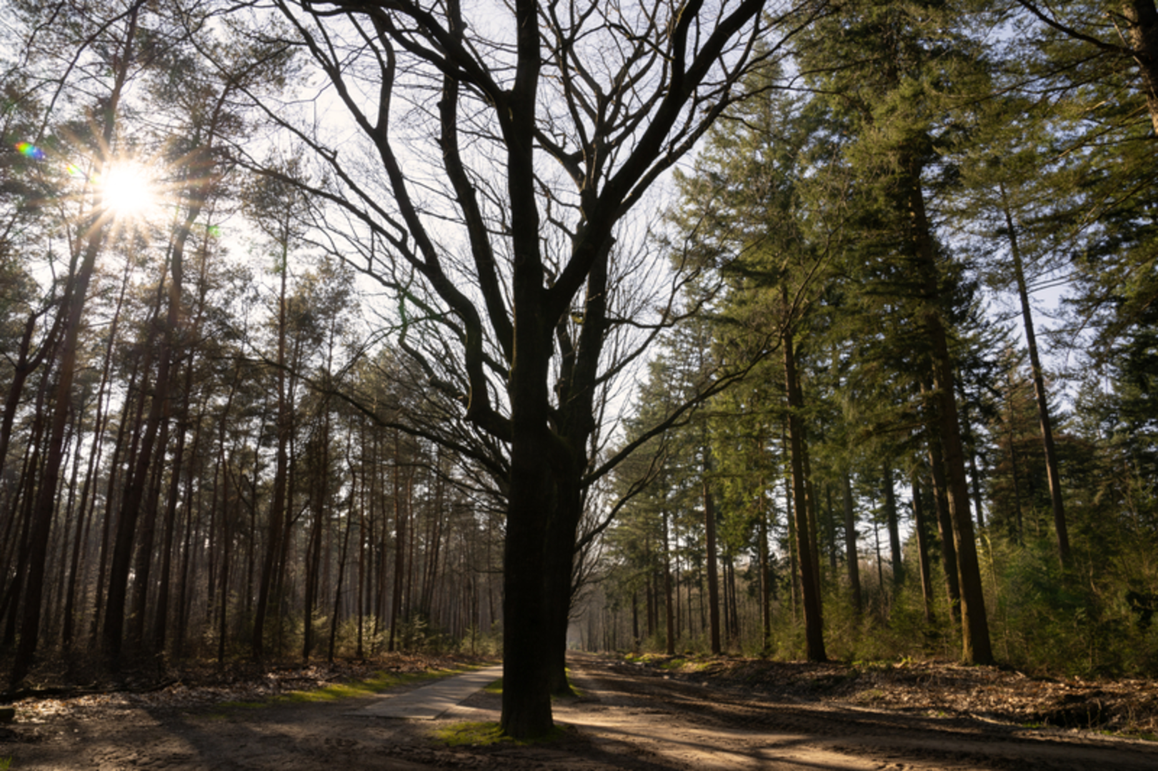 An image depicting the trail Rechterense Veld Loop and its surrounding area.