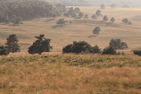 Elsberg via Burgemeester Bloemers Weg and Tunnekes Weg