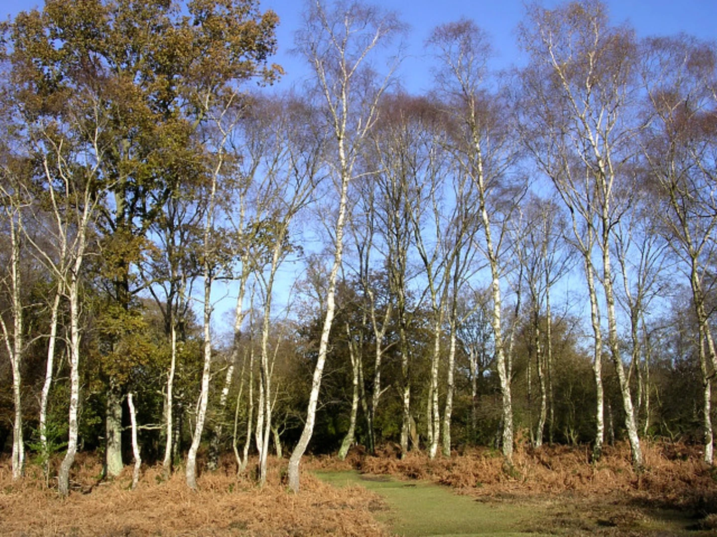 An image depicting the trail Fletchers Thorns Inclosure and Brinken Wood Loop and its surrounding area.