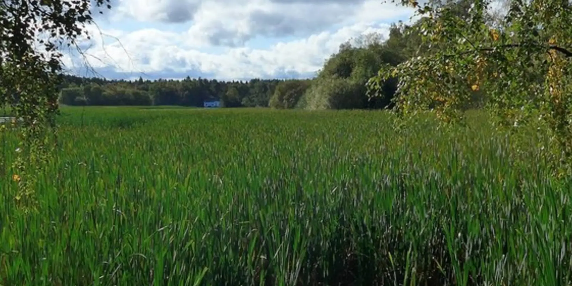 An image depicting the trail Devilla Forest - Kincardine and its surrounding area.