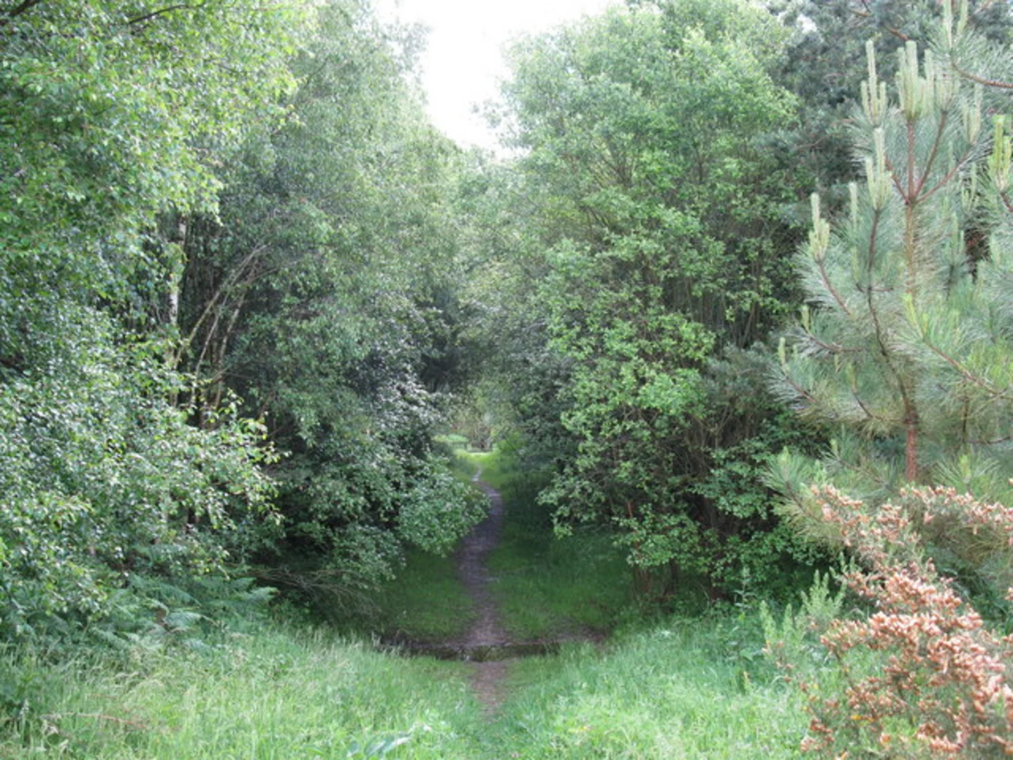 An image depicting the trail Bramshill Plantation Loop and its surrounding area.