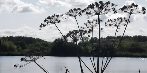 An image depicting the trail New River Path and its surrounding area.