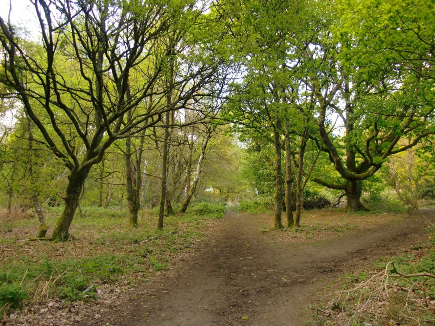 An image depicting the trail Smoky Hole Loop and its surrounding area.