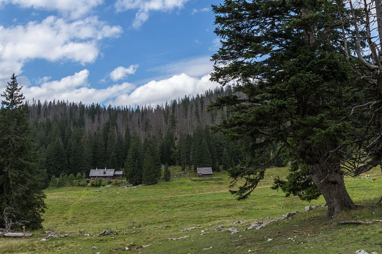 An image depicting the trail Feichtau Alm - Hoher Nock and its surrounding area.