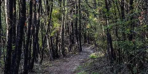 An image depicting the trail Wharfedale Track to Wharfedale Hut and its surrounding area.