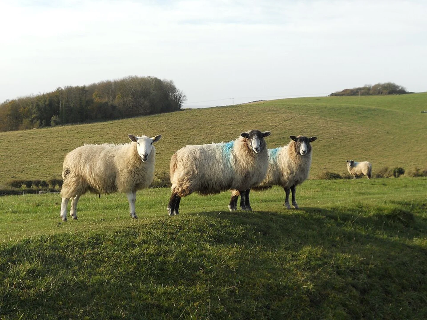 An image depicting the trail Mottistone Down and Harboro Loop and its surrounding area.