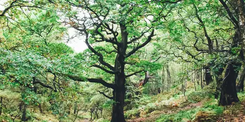 An image depicting the trail Brocton from Walton-on-the-Hill and its surrounding area.