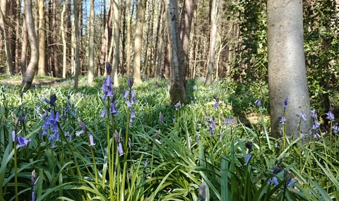 Kent - Cotmans Ash Loop
