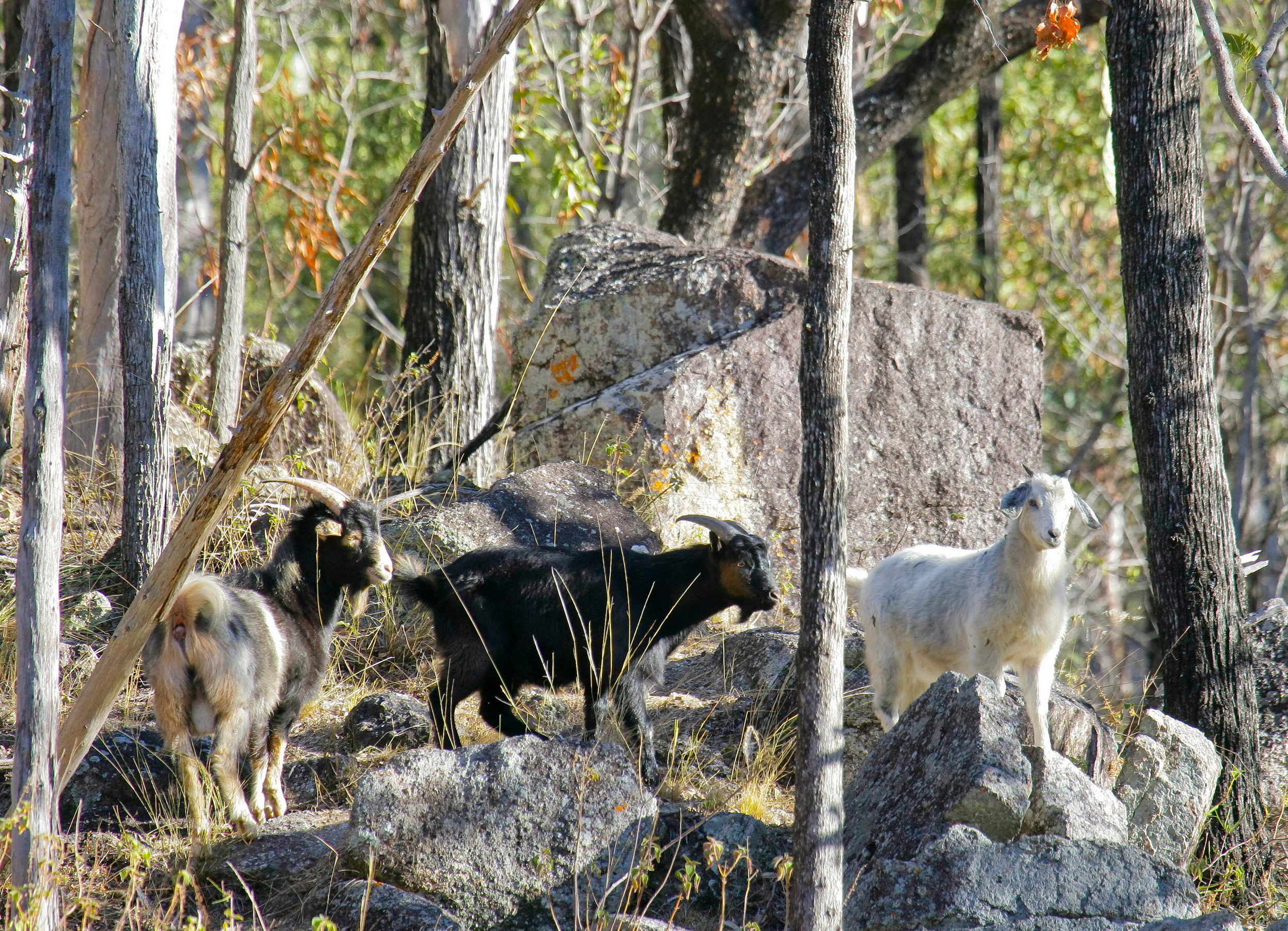 An image depicting the trail Kwiambal National Park and its surrounding area.