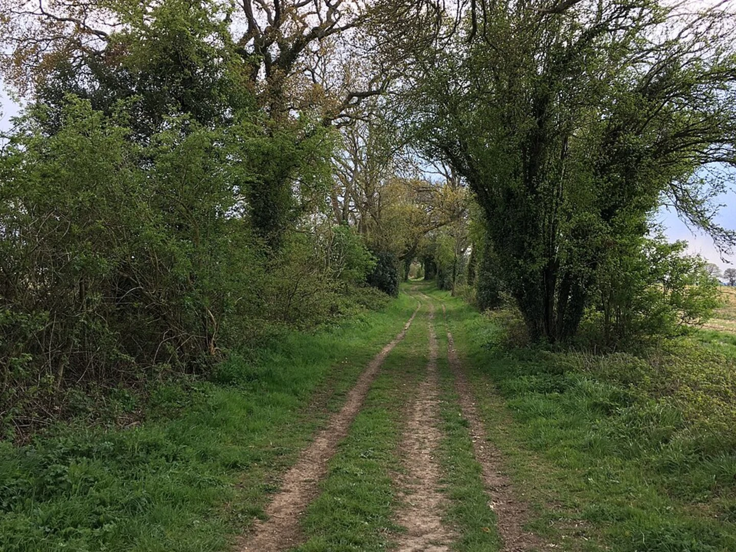 An image depicting the trail Lower Down Copse and Walker's Copse Loop and its surrounding area.