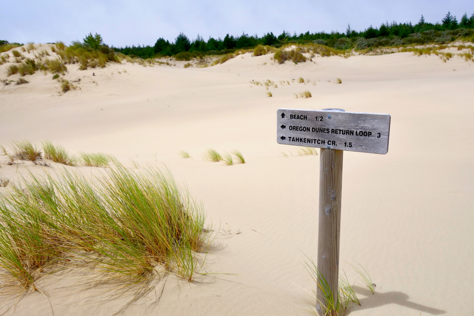 An image depicting the trail Tahkenitch - Three Mile Tie Trail via Tahkenitch Dunes Trail and its surrounding area.