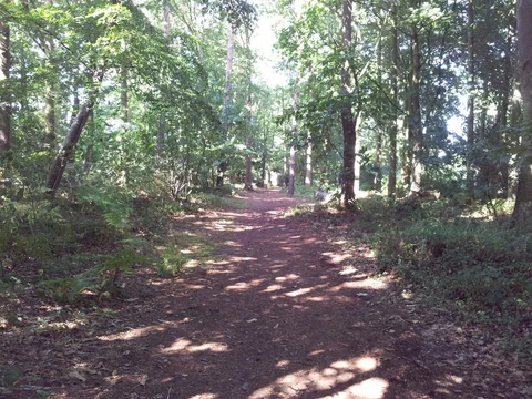 An image depicting the trail Fritton Lake Country Park and its surrounding area.