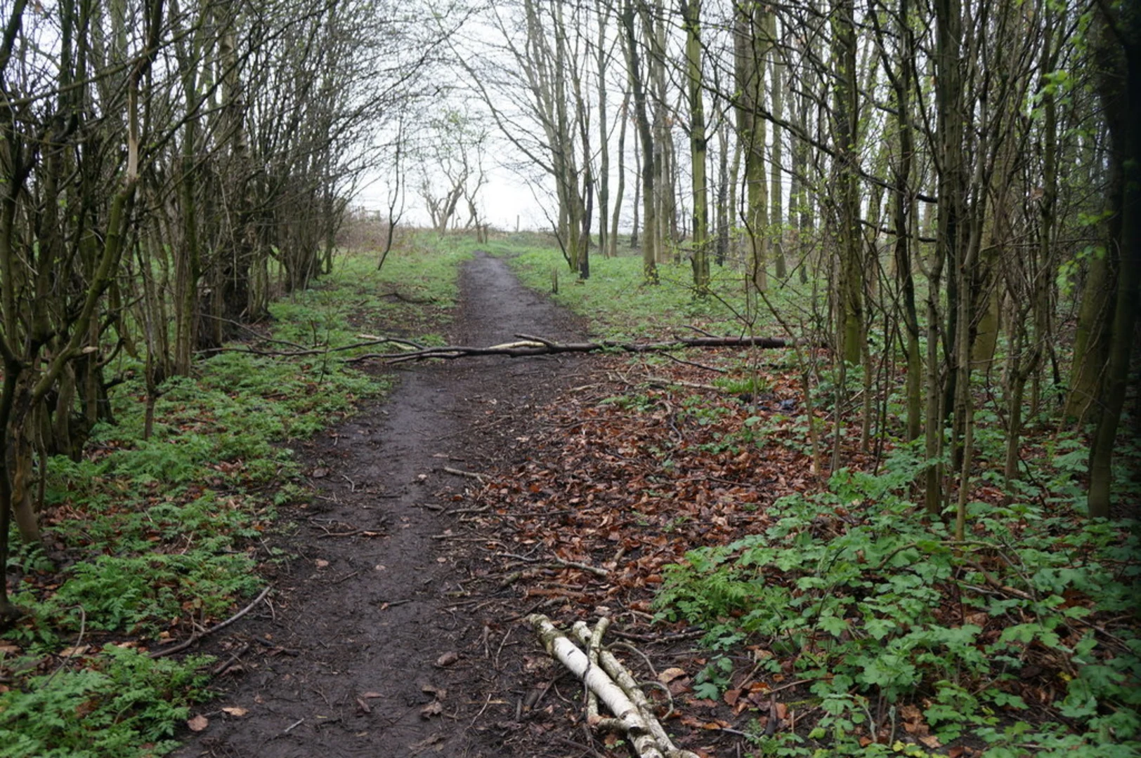 An image depicting the trail Spring Lane Sidings Loop and its surrounding area.