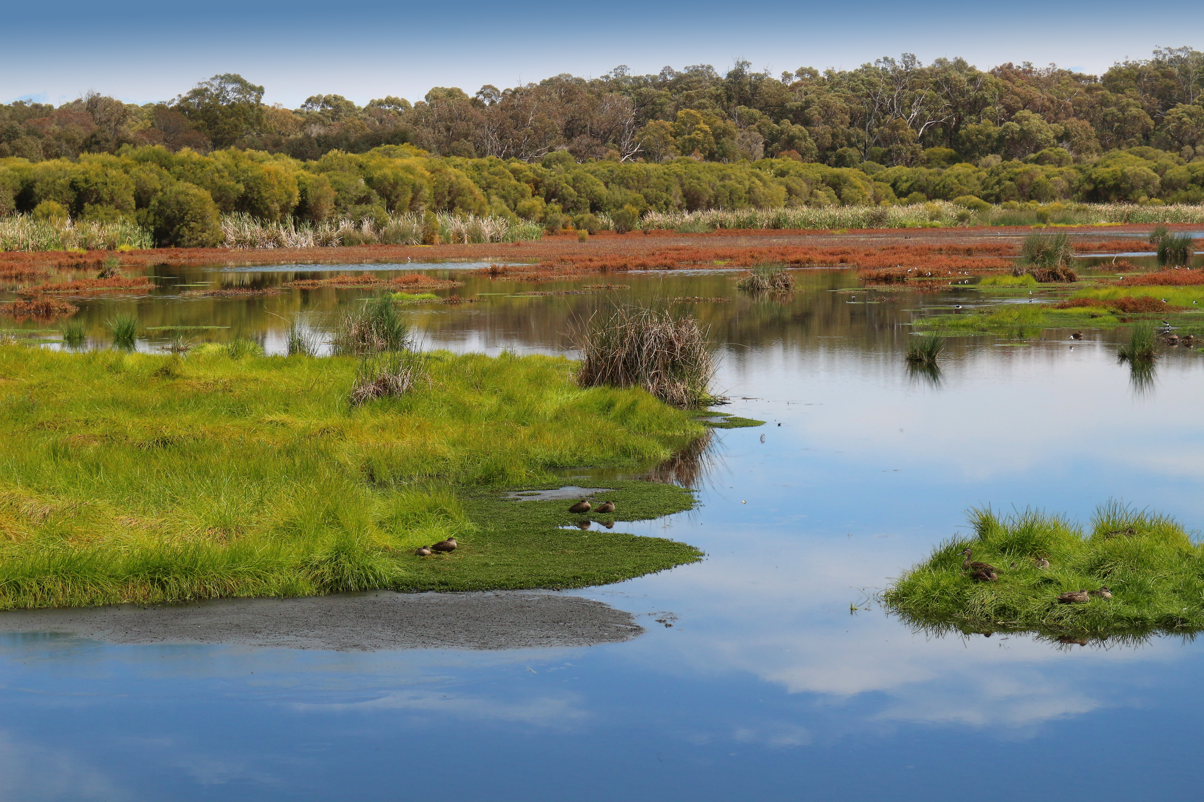 An image depicting the trail Yanchep National Park and its surrounding area.