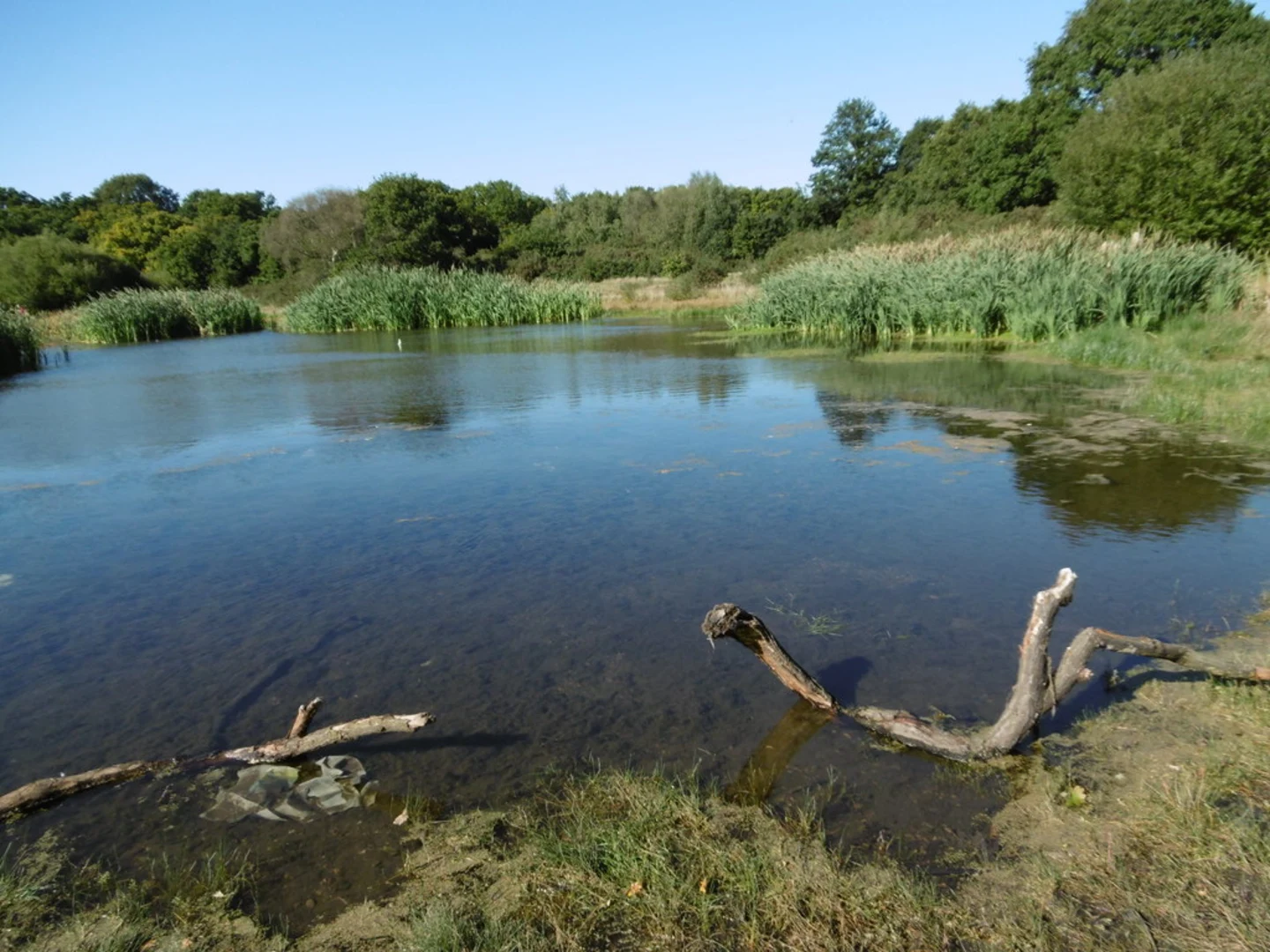 An image depicting the trail Hollow Pond Loop and its surrounding area.