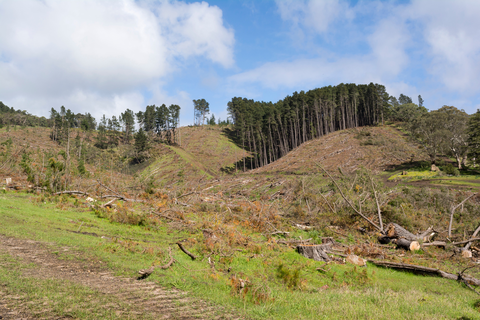 Mount Hayfield Track