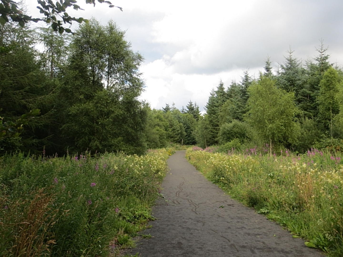 An image depicting the trail Learmount Forest Walk and its surrounding area.