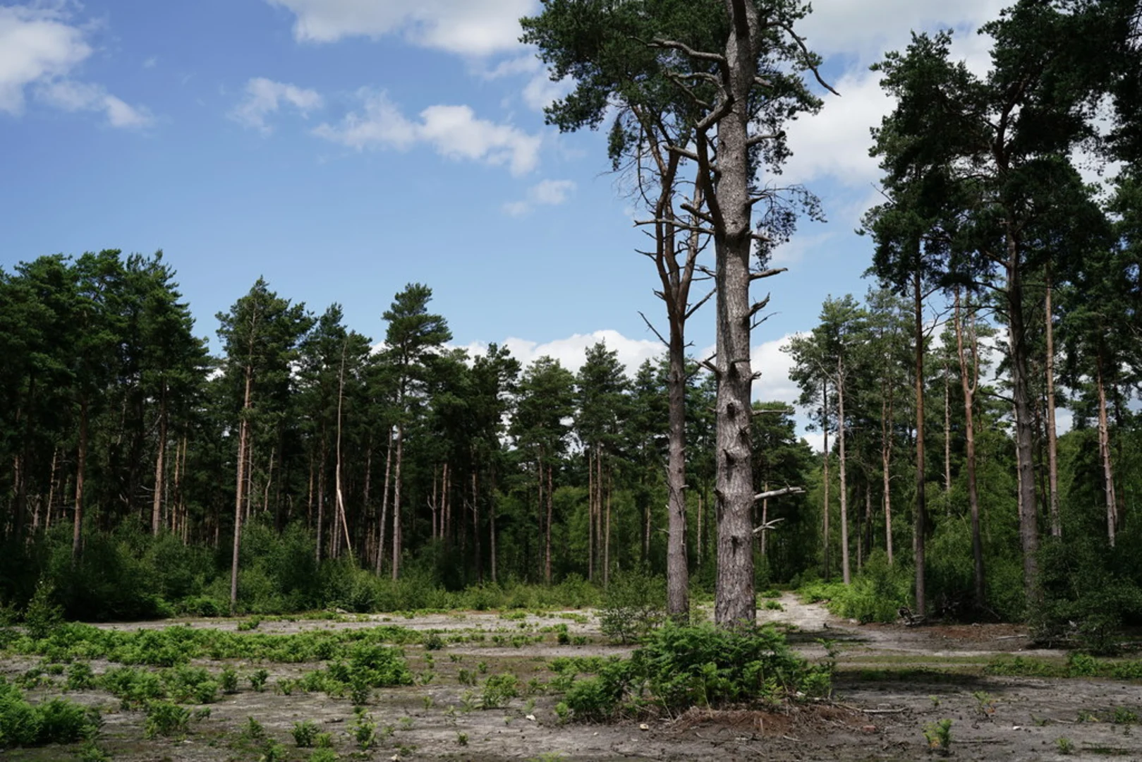 An image depicting the trail Shamley Green North Loop and its surrounding area.