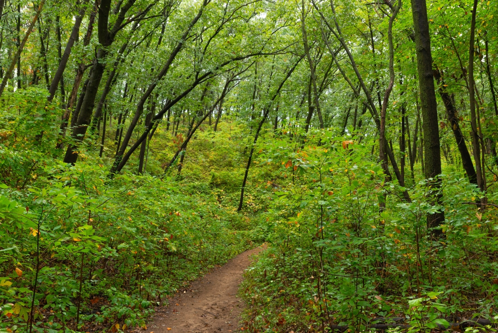 An image depicting the trail Cowles Bog South Access via Greenbelt Trail and its surrounding area.