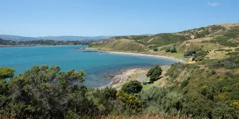 An image depicting the trail Whitireia Park Big Loop and its surrounding area.