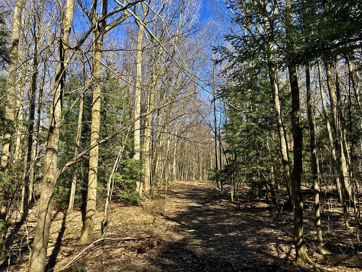 An image depicting the trail Chestnut Ridge Park via Boy Scout Trail and its surrounding area.