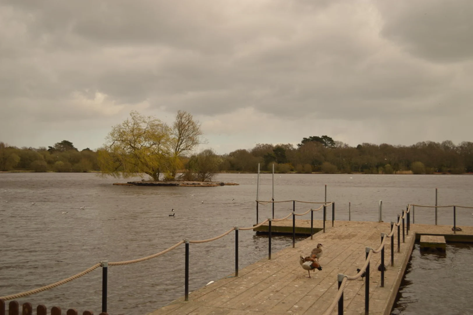 An image depicting the trail Petersfield Lake and Heath Loop and its surrounding area.