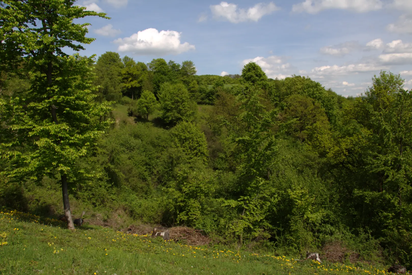 An image depicting the trail Hainberg Loop via Oberasbacher Rundweg and its surrounding area.