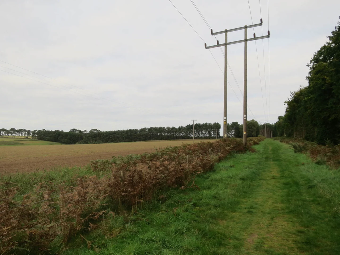 An image depicting the trail Mildenhall Woods Loop and its surrounding area.